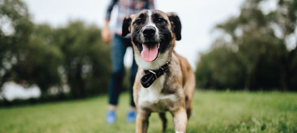 Can I Give CBD Oil to My Dog (and Other Pets)?